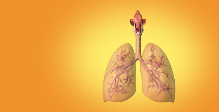 lungs