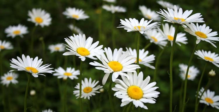 At One with Nature daisies
