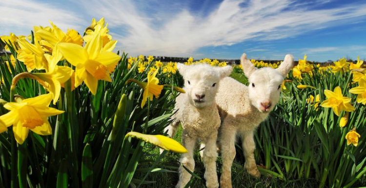Two lambs in a field of daffodils