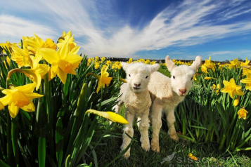 Two lambs in a field of daffodils